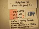 Polyrhachis 12 Label