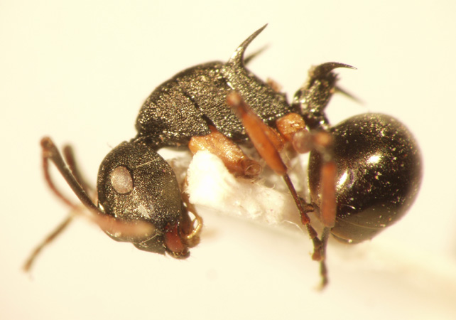Polyrhachis 12 lateral