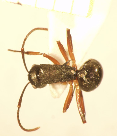 Polyrhachis 12 dorsal