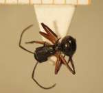 Polyrhachis 12 dorsal