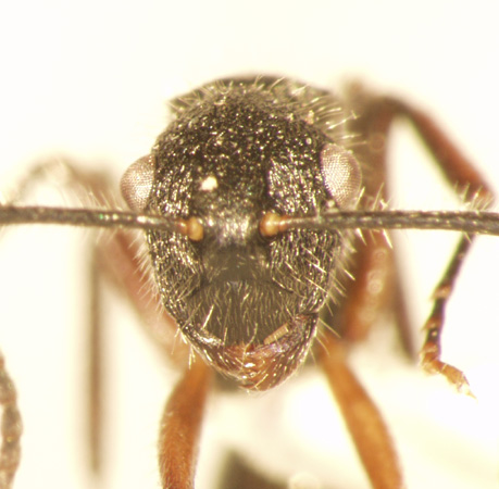 Polyrhachis 8 frontal