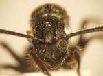 Polyrhachis 8 frontal