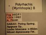 Polyrhachis 8 Label