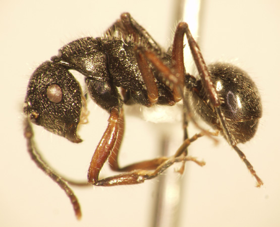 Polyrhachis 8 lateral