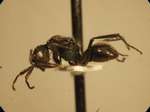 Polyrhachis 8 lateral