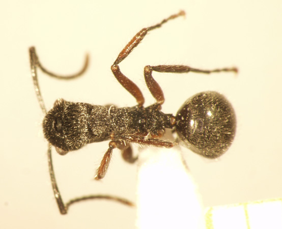 Polyrhachis 8 dorsal