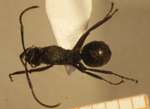 Polyrhachis 8 dorsal