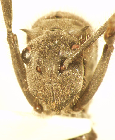 Polyrhachis 9 frontal