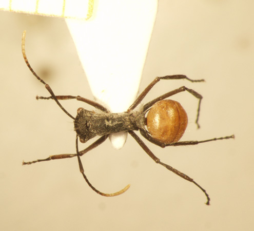 Polyrhachis bicolor Smith,1858 dorsal