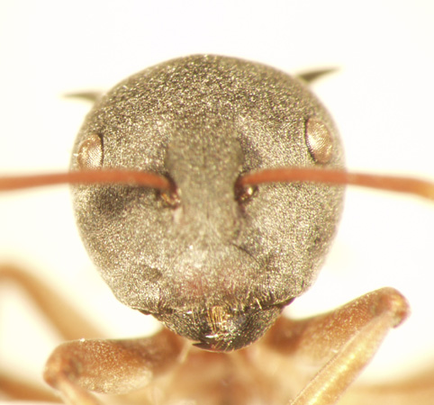 Polyrhachis cephalotes Emery,1893 frontal