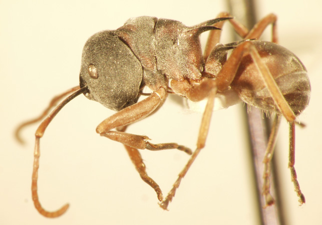 Polyrhachis cephalotes Emery,1893 lateral