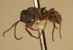 Polyrhachis cephalotes Emery,1893 lateral