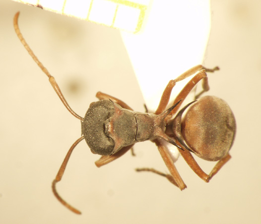 Polyrhachis cephalotes Emery,1893 dorsal