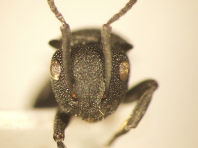 Polyrhachis cryptoceroides Emery,1887 frontal