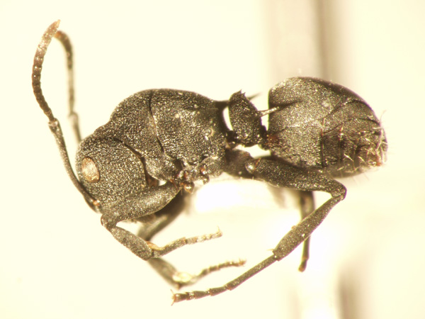 Polyrhachis cryptoceroides Emery,1887 lateral