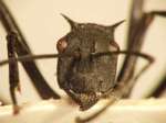Polyrhachis hector Smith,1857 frontal