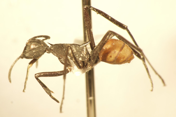 Polyrhachis hector Smith,1857 lateral