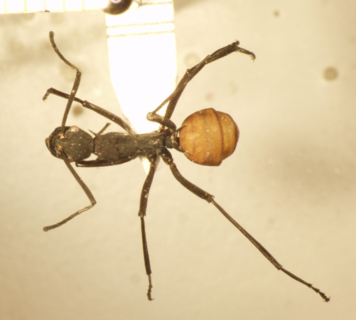 Polyrhachis hector Smith,1857 dorsal