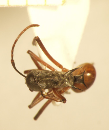 Polyrhachis mitrata Menozzi,1932 dorsal