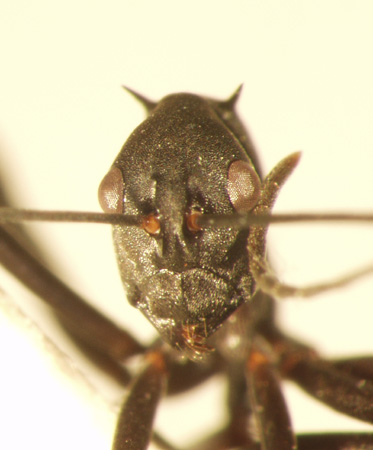 Polyrhachis muelleri Forel,1893 frontal