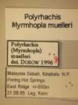 Polyrhachis muelleri Forel,1893 Label