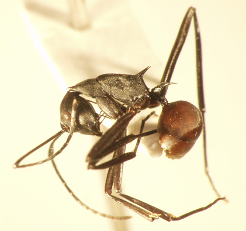 Polyrhachis muelleri Forel,1893 lateral