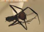 Polyrhachis muelleri Forel,1893 dorsal