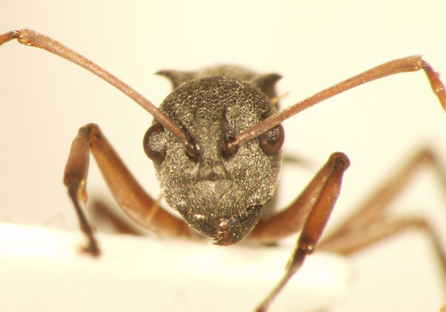 Polyrhachis saevissima romanovi Santschi,1928 frontal