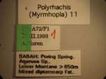 Polyrhachis saevissima romanovi Santschi,1928 Label