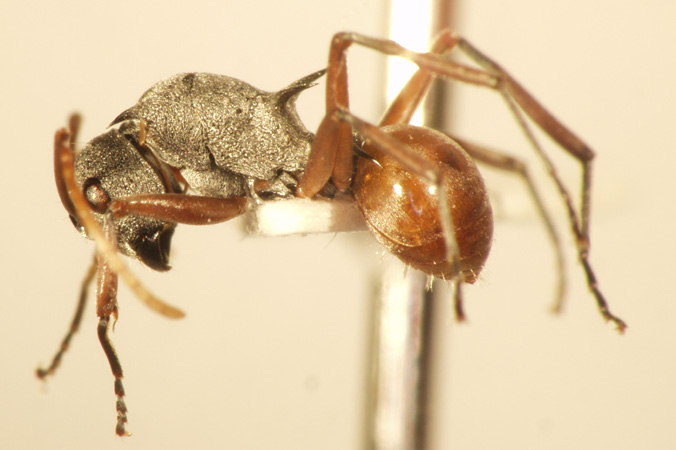 Polyrhachis saevissima romanovi Santschi,1928 lateral