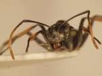 Polyrhachis tibialis Smith,1858 frontal