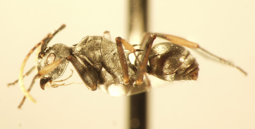 Polyrhachis tibialis Smith,1858 lateral