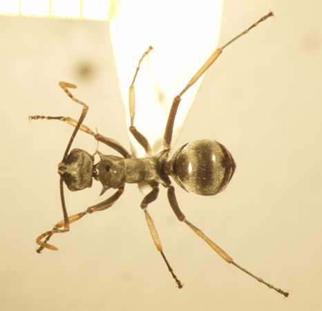 Polyrhachis tibialis Smith,1858 dorsal