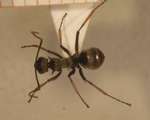 Polyrhachis tibialis Smith,1858 dorsal