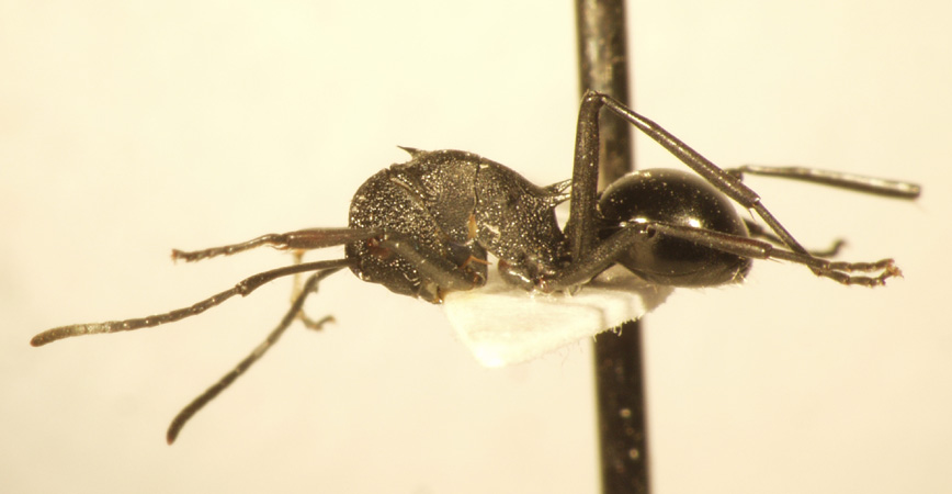 Polyrhachis wheeleri Mann,1919 lateral