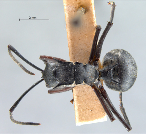 Polyrhachis proxima Roger, 1863 dorsal