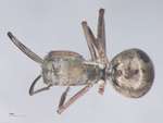 Polyrhachis proxima Roger, 1863 dorsal