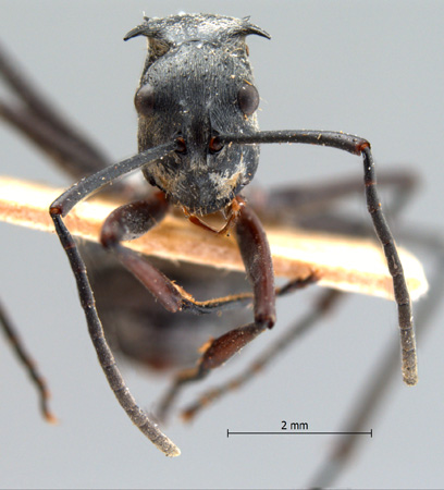 Polyrhachis proxima Roger, 1863 frontal