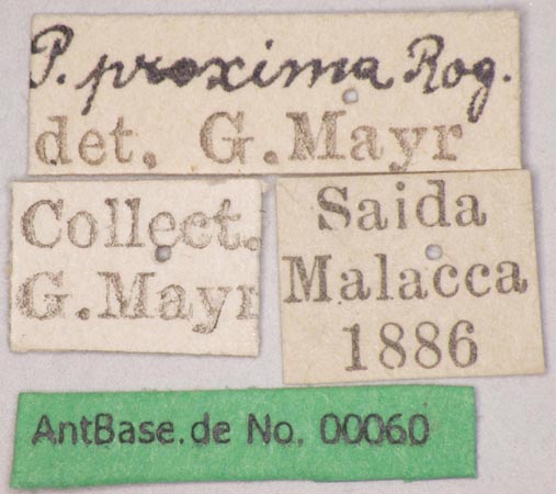 Polyrhachis proxima Roger, 1863 Label
