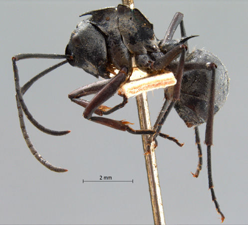 Polyrhachis proxima Roger, 1863 lateral