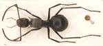 Polyrhachis pruinosa Mayr, 1872 dorsal