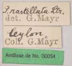 Polyrhachis rastellata Latreille, 1802 Label