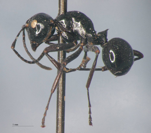 Polyrhachis rastellata Latreille, 1802 lateral