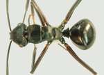 Polyrhachis reidi Kohout, 2007 dorsal