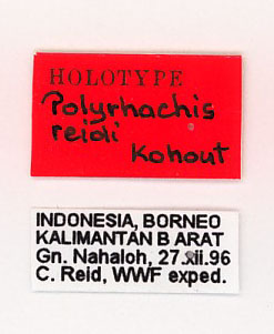 Polyrhachis reidi Kohout, 2007 Label