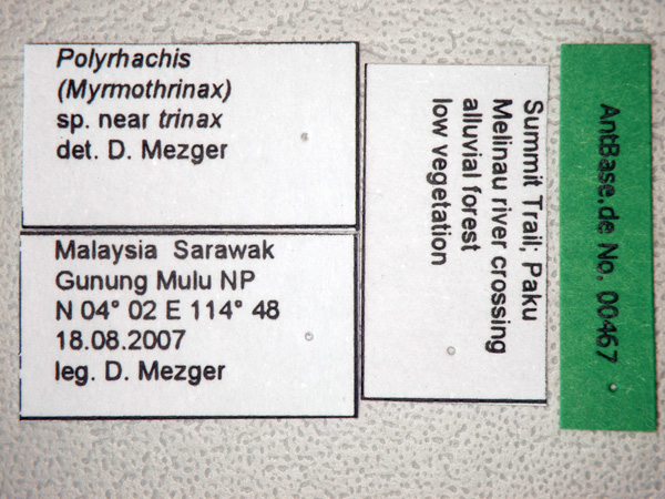 Polyrhachis sp near trinax Label