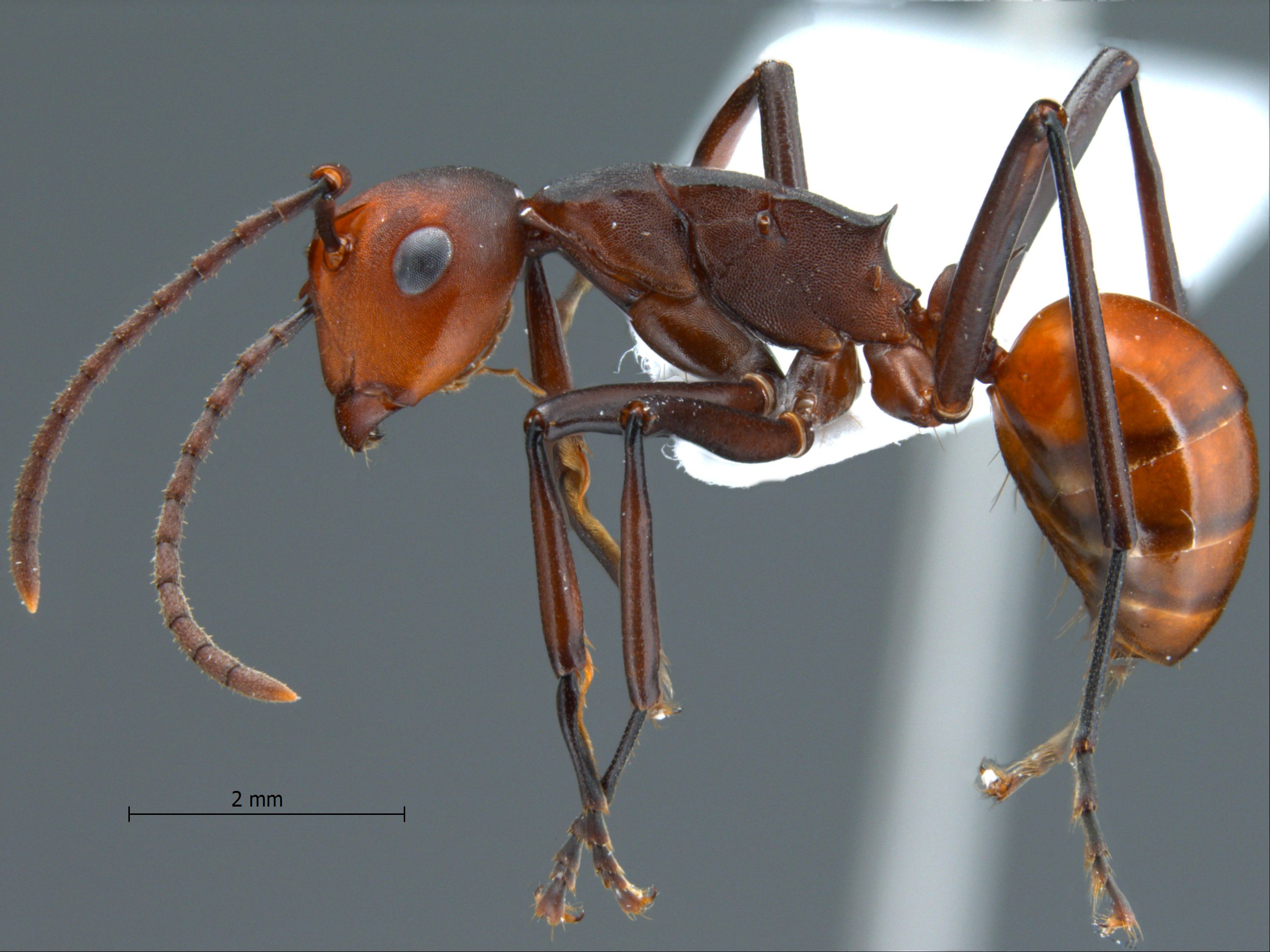 Polyrhachis sp near trinax lateral