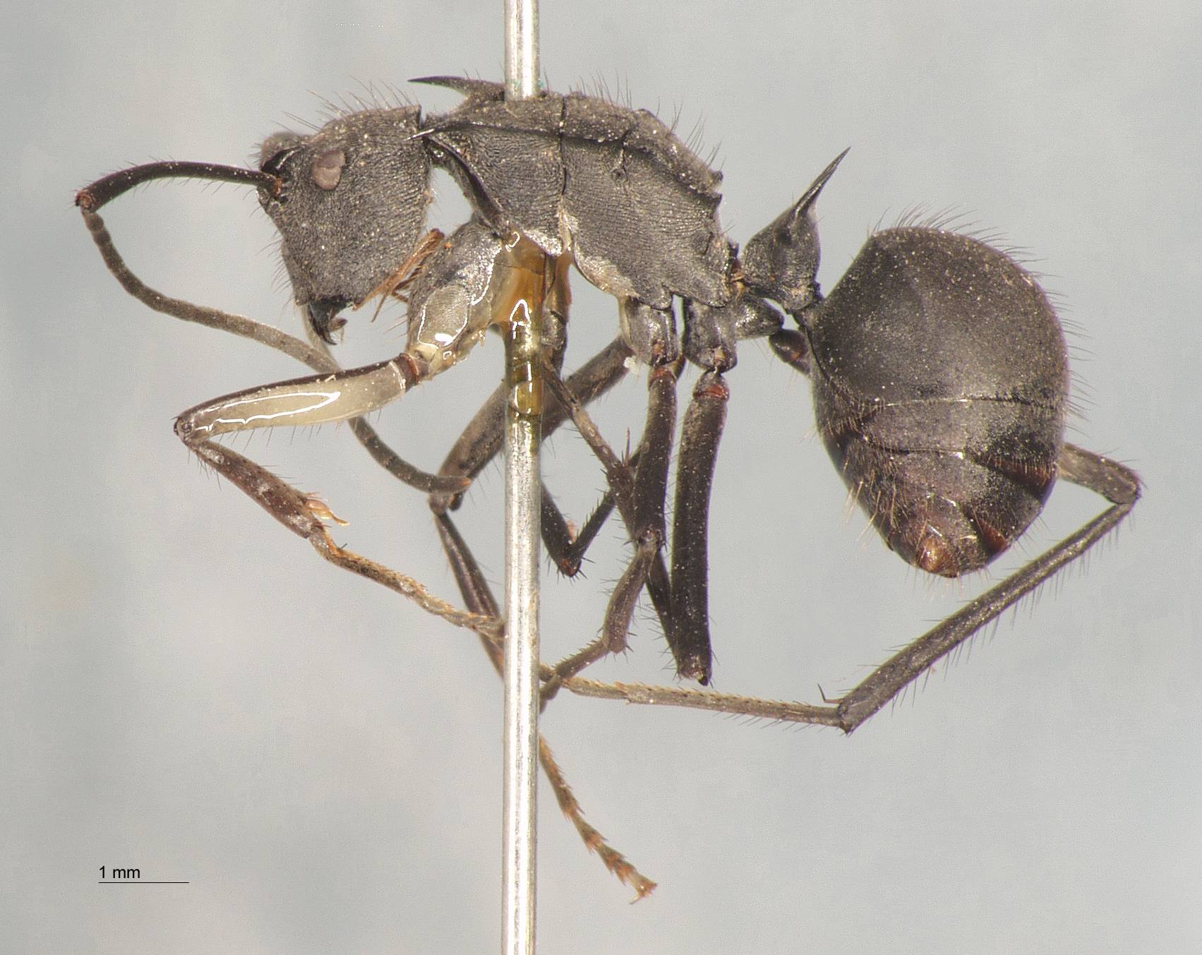 Polyrhachis striata Mayr, 1862 lateral