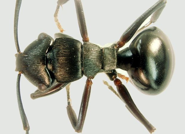 Polyrhachis sukarmani Kohout, 2007 dorsal