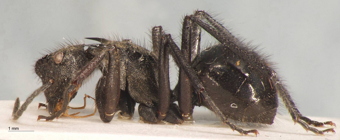 Polyrhachis villipes Smith, 1857 lateral